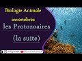 Biologie animale des invertbrs  les protozoaires la suite