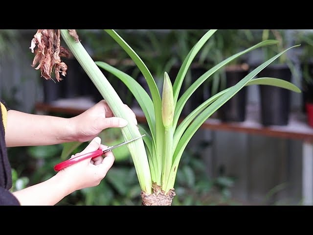 孤挺花球根分生示範教學 Litetube