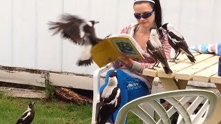 Australian Magpies  Our Best Clips, Part 1