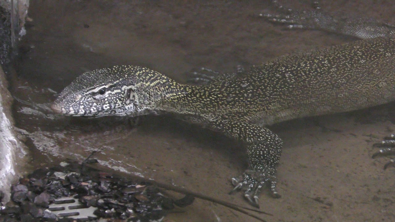 ナイルオオトカゲ 日本平動物園 17年12月10日 Zfc Jp