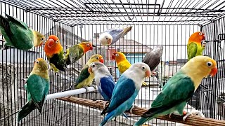 Suara BURUNG LOVEBIRD Koloni cocok buat pancingan lovebird biar ngekek panjang