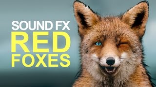 RED FOXES | Sound Effect [High Quality] by Sound Effects Pro 24,427 views 7 years ago 51 seconds