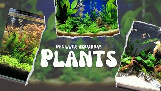 Top 10 Beginner Aquarium Plants 🌿