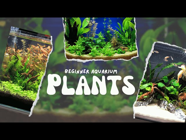 Beginner's guide to setting up an aquarium with live plants - Bunnycart Blog