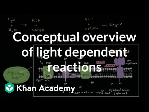 Video: Kokie yra šviesos priklausomų reakcijų reagentai?
