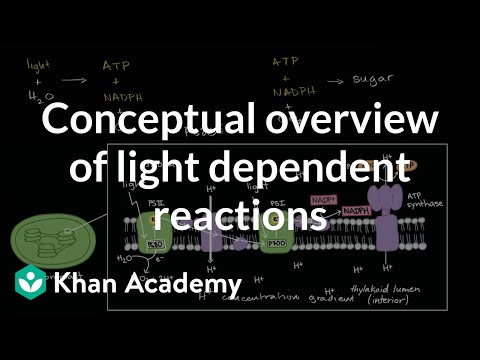 Conceptual Overview Of Light Dependent Reactions