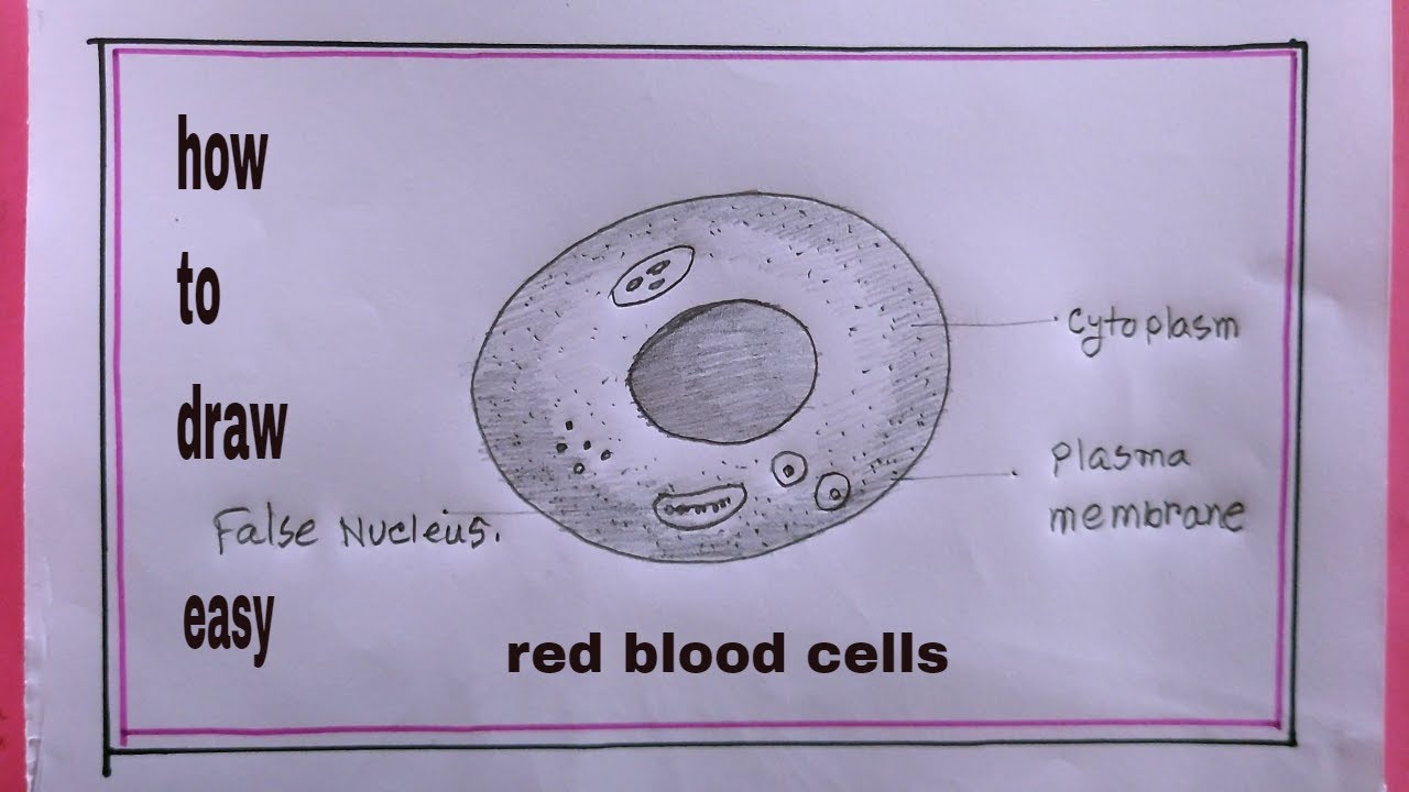 how to draw red blood cells easy/drawing of red blood cells - YouTube