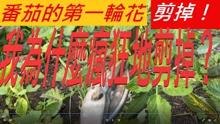 番茄的第一輪花，我為什麼瘋狂地剪掉？Pinch Off the First Tomato Flower! Why?