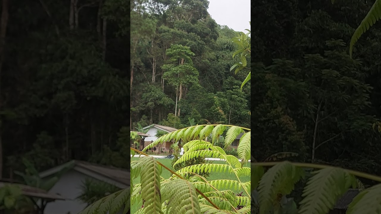 Nature view | Summer rain, Rain Weather | Nature 4k videos | short video