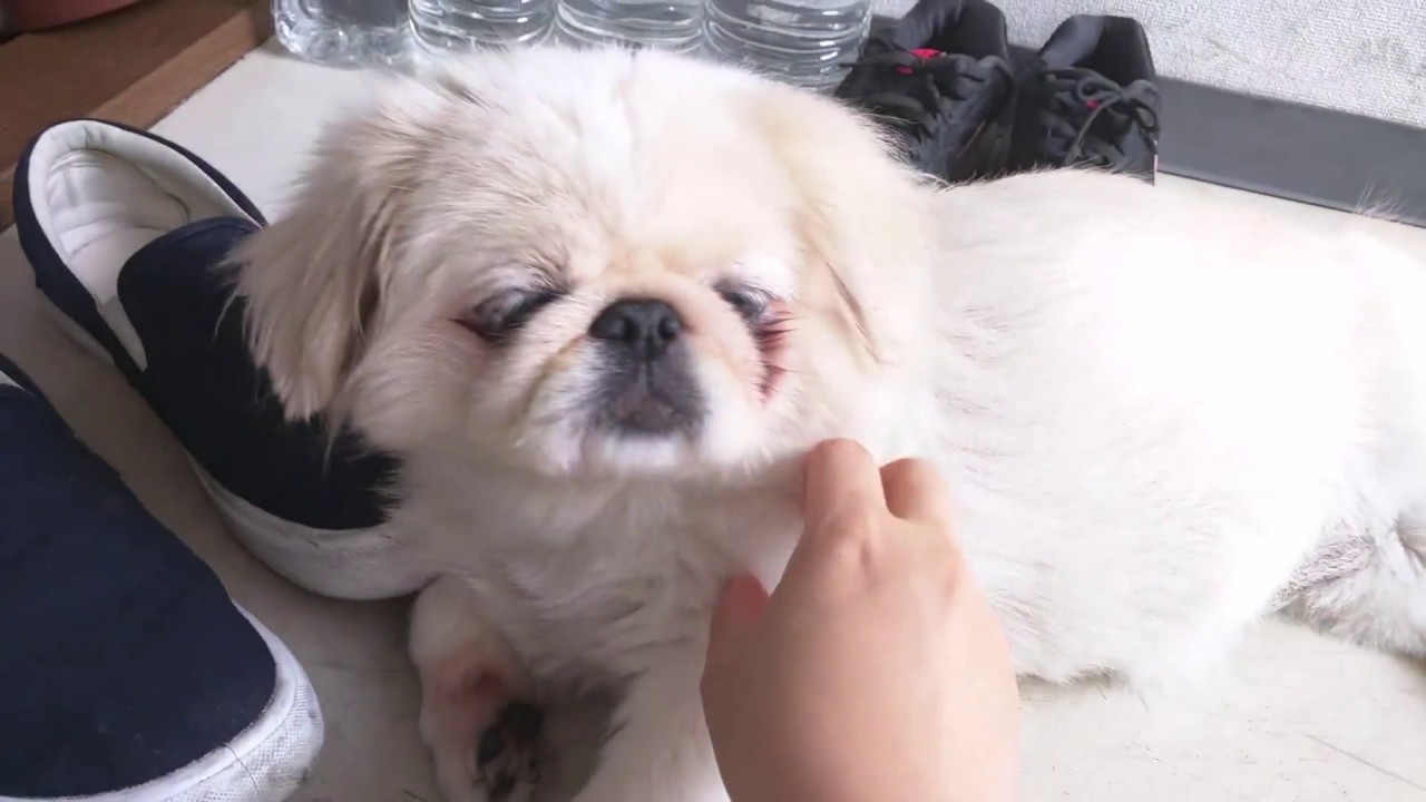 可愛い犬 首をかしげる白いペキニーズ 人間の話をよく聞いてくれるワンコです Youtube