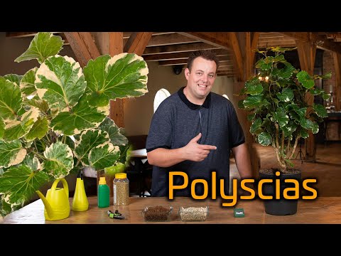 Video: Types Of Aralia - Lär dig om vården av Aralias