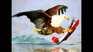 biggest flying bird on earth 3