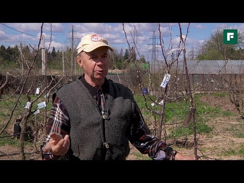 Прививка плодово-ягодных деревьев. Советы заслуженного агронома // FORUMHOUSE