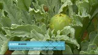 El cultivo de la alcachofa en Canarias. Con Lo Nuestro 41