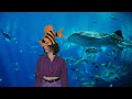 Henri Werner Mary Gee The Fish Song Official Music Video Henri Werner Mary Gee The Fish Song Official Music Video