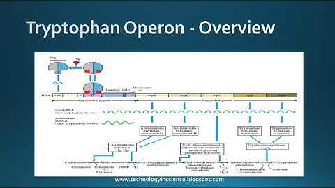 Tryptophan (trp) Operon
