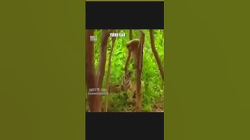 Giving Gibbon a Hard Time at Antonio Zoo