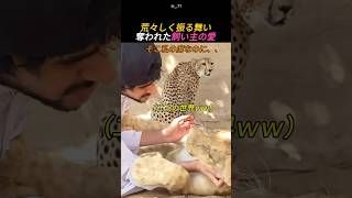 荒々しく振る舞い奪われた飼い主の愛