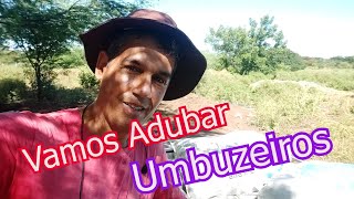 Buscando Adubo Para Nossa Plantação De Umbuzeiro