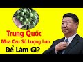 Trung Quốc Mua Cau Tươi Số Lượng Lớn Của Việt Nam Về Để Làm Gì