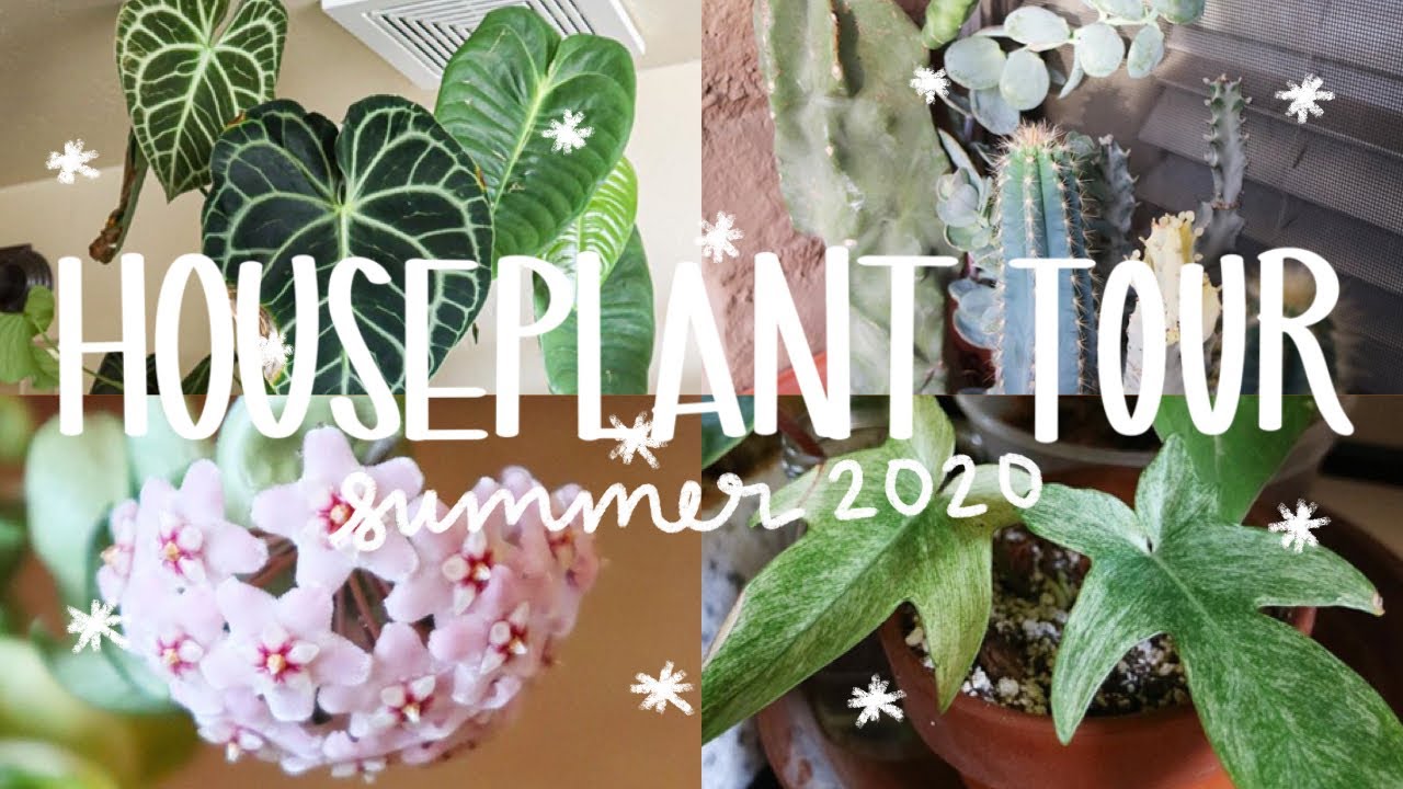 youtube houseplant tour