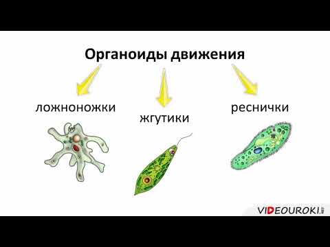 Видео: Как размножаются одноклеточные организмы?