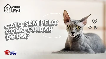 Como cuidar de um gato sem pêlo?