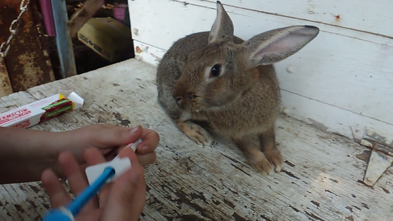 How To Fix cure Ear Mites Or Canker Ear In Rabbits YouTube How To Fix cure Ear Mites Or Canker Ear In Rabbits YouTube