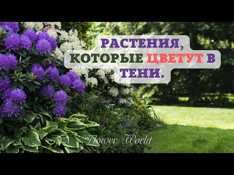 Растения, которые цветут в тени и полутени.😮🌻