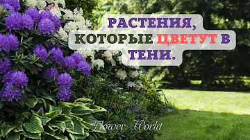 Растения, которые цветут в тени и полутени.😮🌻