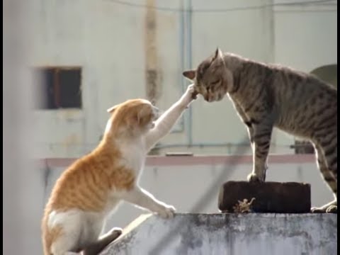 real-cat-fight-(-watch-with-sound)
