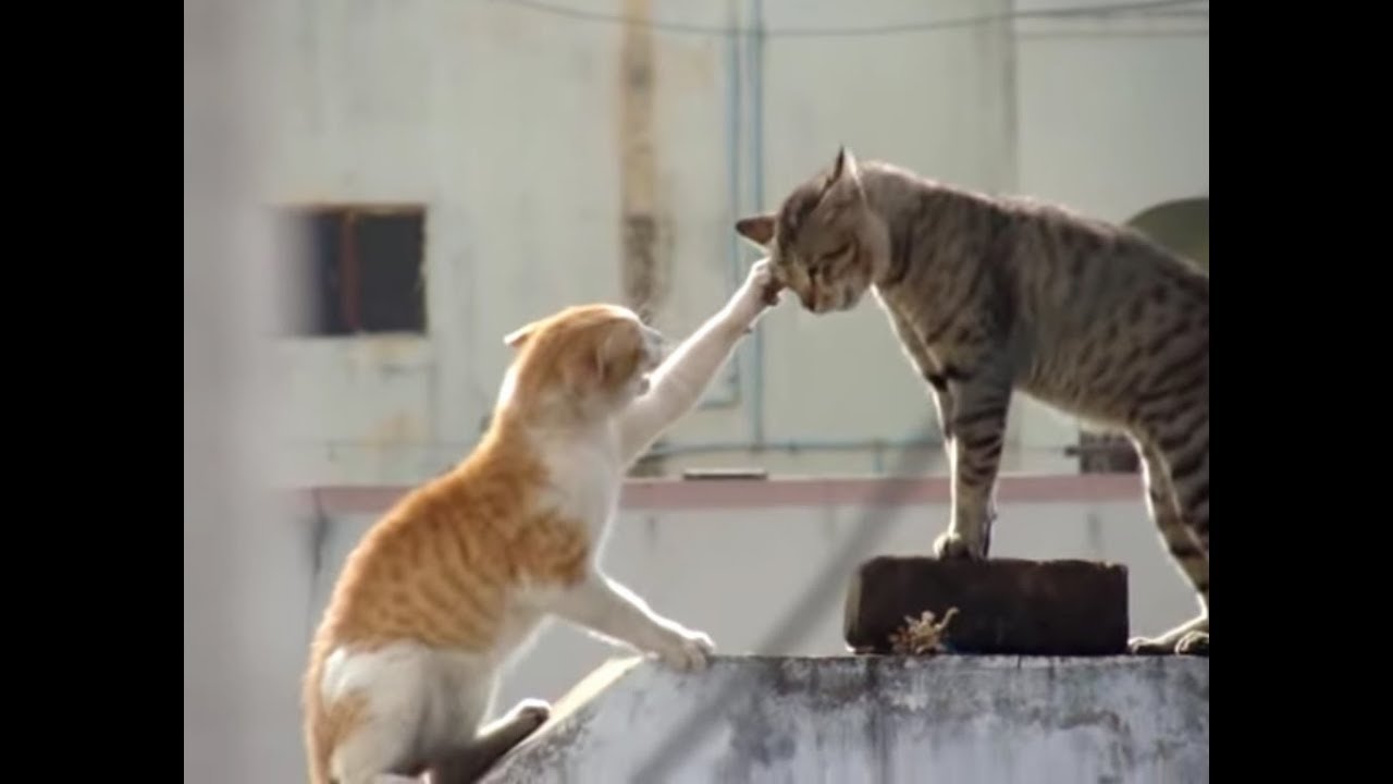 cats about to fight