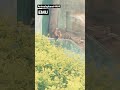 EMU #emubird #subscribe #foryou #reels #viral #wachtime #animalshorts