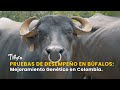 Pruebas de Desempeño en Búfalos: Mejoramiento Genético en Colombia - TvAgro por Juan Gonzalo Angel