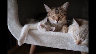 Cute cat videos #1