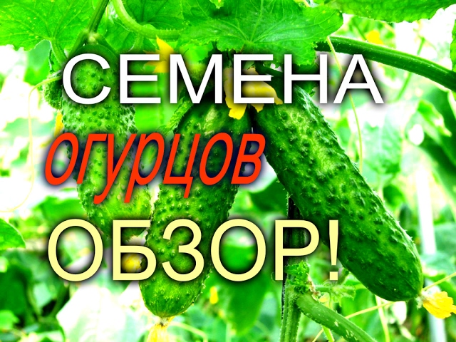 ОБЗОР//СЕМЕНА ОГУРЦОВ//СОРТА ДЛЯ ТЕПЛИЦЫ// //МОЯ ЛЮБИМАЯ УСАДЬБА