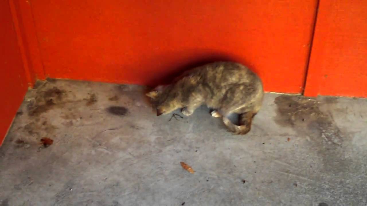 cat eating dead mouse YouTube