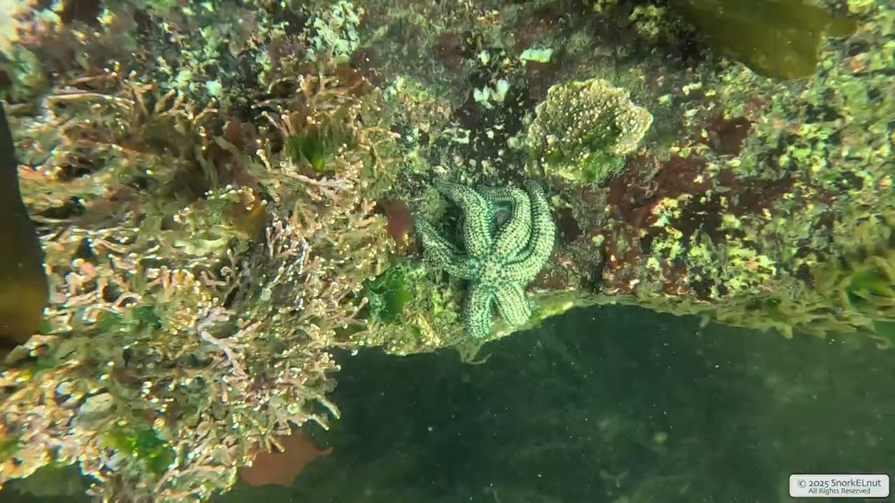 Six Rayed Star | Vancouver Island | Underwater 4K | Snorkelling | 13 05 2025