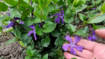 🌺🌿РАЗМНОЖЕНИЕ СОРТОВОГО БАРВИНКА  ПОБЕГОМ БЕЗ КОРНЕЙ. Много новых кустиков за сезон!