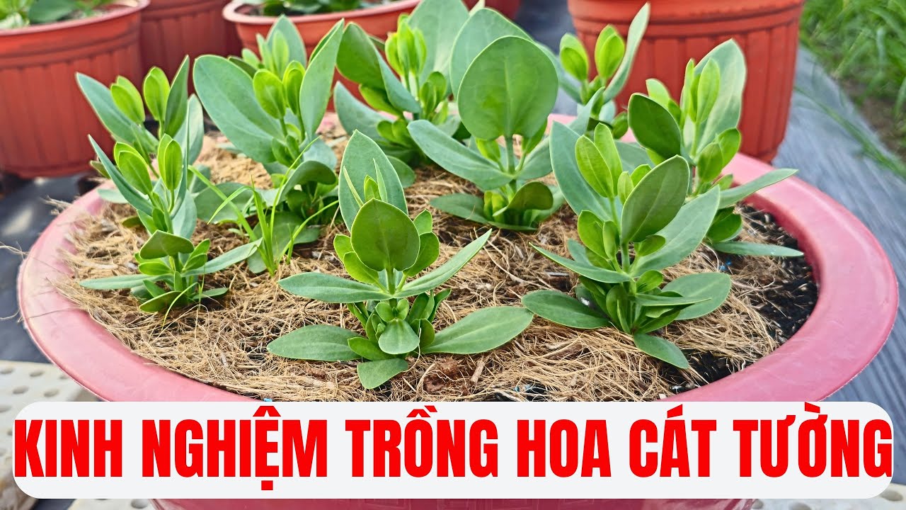 Vườn hoa Cát Tường tuyệt đẹp và những chia sẻ đầy tâm huyết của chủ vườn/Lisianthus flower