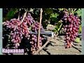 Виноград Карнавал - новейшая гибридная форма селекции Е. Г. Павловского (Grape varieties Carnival)