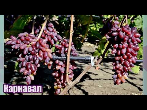 Виноград Карнавал - новейшая гибридная форма селекции Е. Г. Павловского (Grape varieties Carnival)