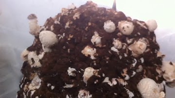 How we start fruiting Shiitake -  Mushroom Cultivation Videos Episode II