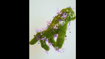 Nature Animation 3D ✔