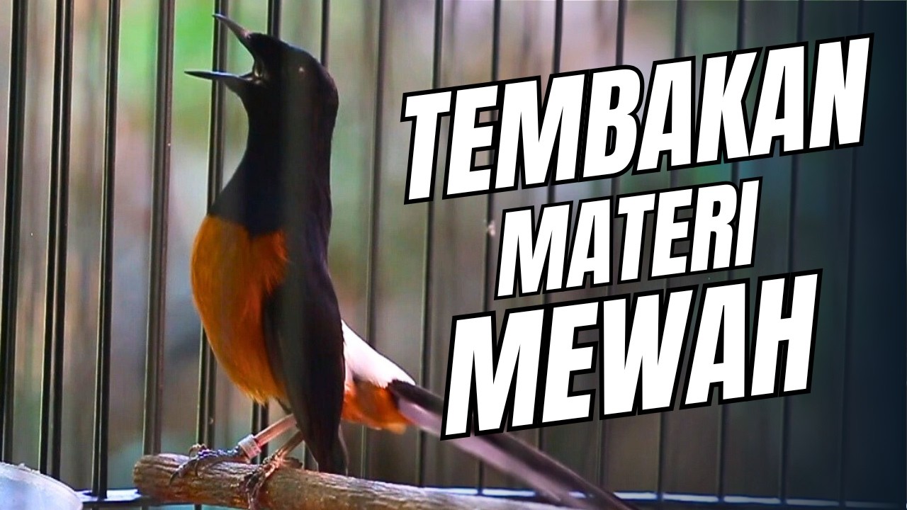 MURAI BATU GACOR FULL ISIAN TEMBAKAN MEWAH SANGAT AMPUH MELATIH MURAI BATU EMOSI BONGKAR ISIAN