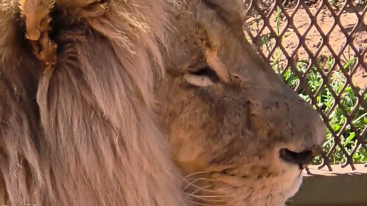 Aquila Safari From Cape Town: Close Up Lion Sighting In South Africa