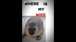 yo-chan #seals #funnyseals