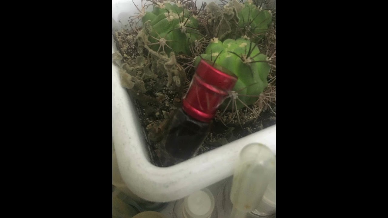 Kokunun kokusu miski amber Kokusu ( en güzel koku) doğal kokular serisi