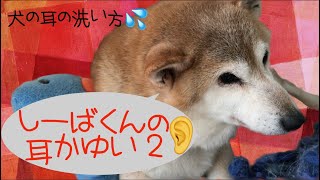 柴犬しーばくんの耳かゆい 2 犬の耳の病気 炎症 犬の突然のふらつき 外耳炎 中耳炎 柴犬のアレルギー 犬の耳の洗い方 犬の耳 の洗浄のやり方 方法 犬の耳掃除 柴犬耳掃除 Youtube