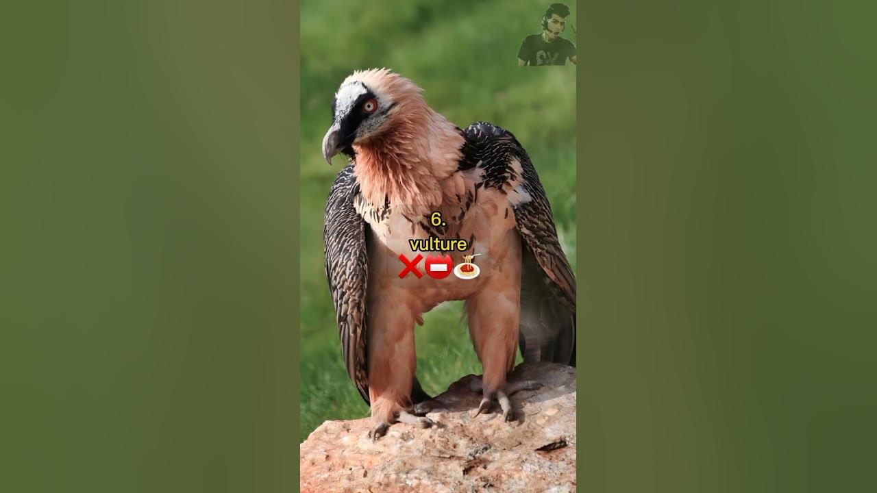 10-birds-whose-meat-is-forbidden-in-islam-youtube